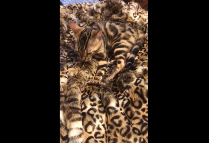 ヒョウ柄の毛布にフミフミする猫
