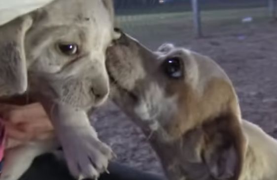 コンテナの下に隠れる 酷い健康状態の親子犬 を保護 懐いてくる姿に職員たちもメロメロ もふたん