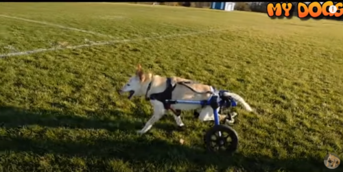 走る車椅子の犬