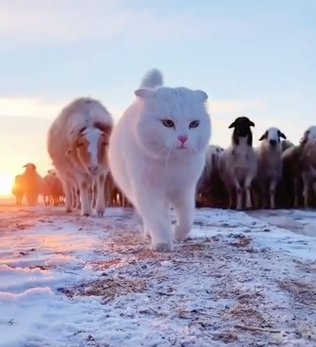 羊を率いて歩く猫