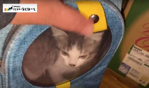 バッグに入る子猫