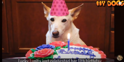 誕生日を祝う犬