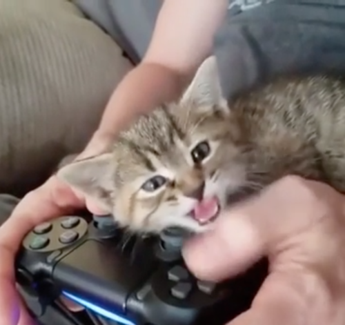 ゲームを邪魔する子猫