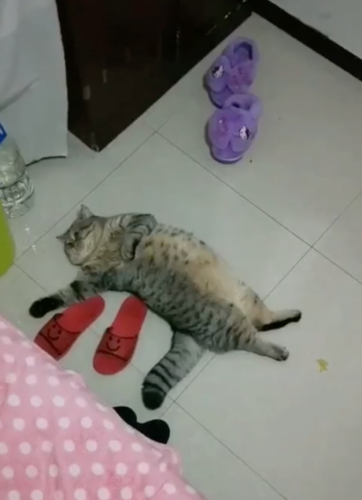 床に寝転がる猫