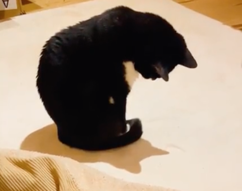 影が不思議な猫