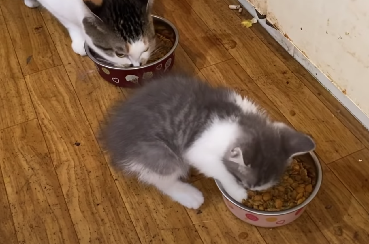 ごはんを食べる猫たち