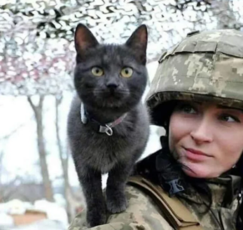 兵士の肩に乗る猫