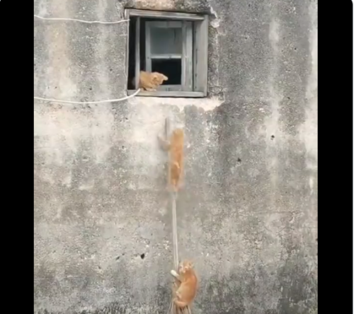 何とか登る猫