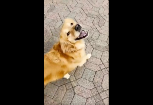 笑顔で見上げる犬