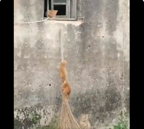 窓に乗ろうとしている猫たち