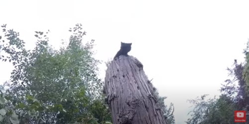 木の上から覗き込む猫