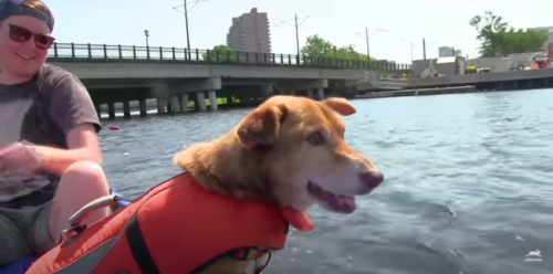 カヌーに乗る犬