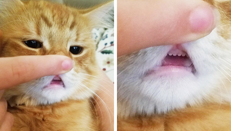 猫の可愛いところがアップデート Wから覗く 小さな前歯 がにゃんともカワイイ もふたん