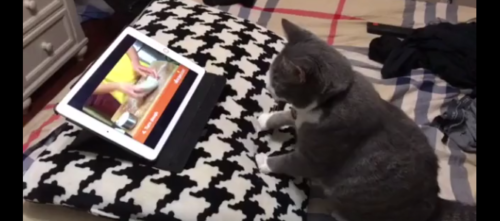 動画を見ている猫
