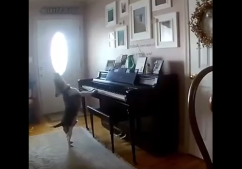 ピアノの前に立ち熱唱する犬