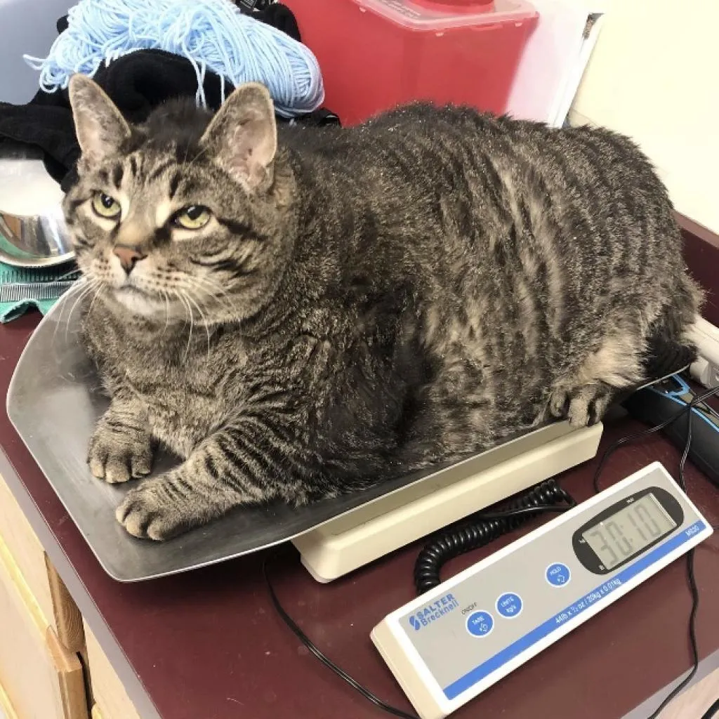 体重13kg おデブすぎる保護猫 ザック は家族の元で厳しいダイエットに励む もふたん