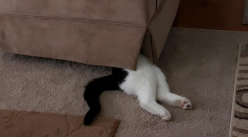 ソファーの下から猫の足