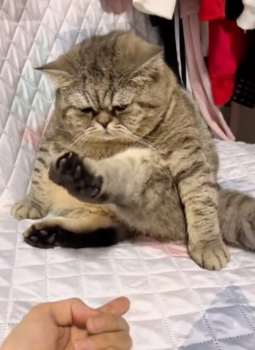 足を上げる猫
