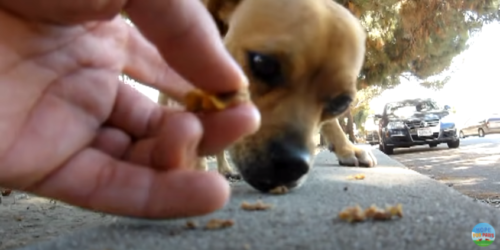 食べ物を食べる犬