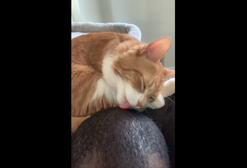 頭を舐める猫