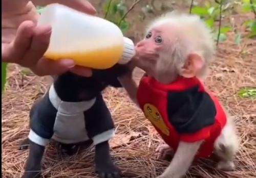 ミルクを飲む猿