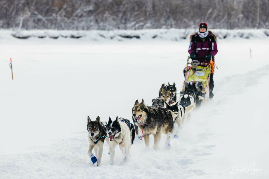 アラスカの犬ぞりレース アイディタロッド で犬も人間も大奮闘 もふたん