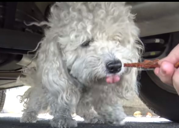 最初はおびえてたのに なついたフリをして おやつを狙う 賢い小型犬を保護 もふたん