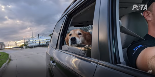 車から外を見る犬