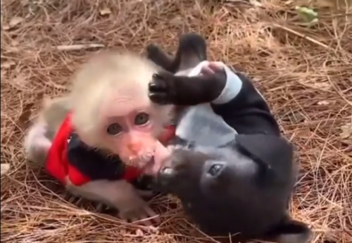猿を舐める子犬