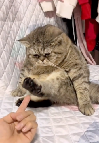 足の指が開く猫