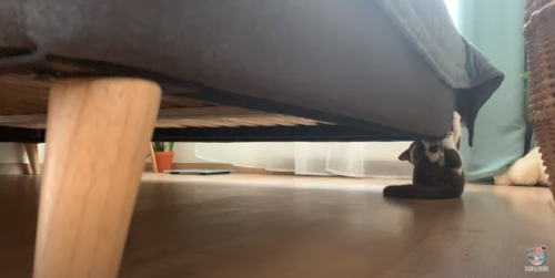 ベッドの下の猫
