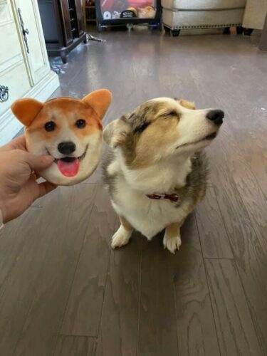 似てない