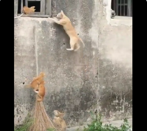 窓に駆け上る猫