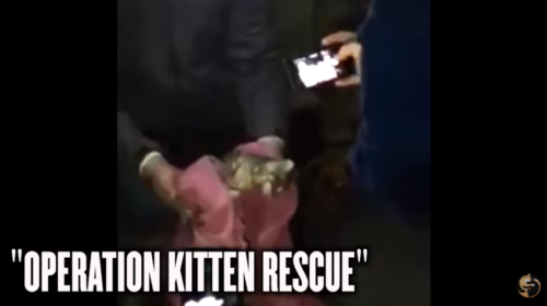 救出された子猫
