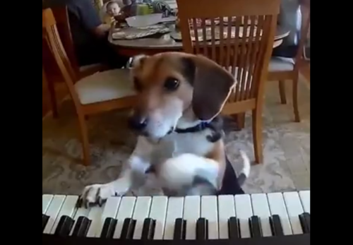 ピアノを弾く犬