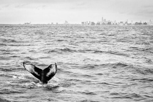 都会のクジラ