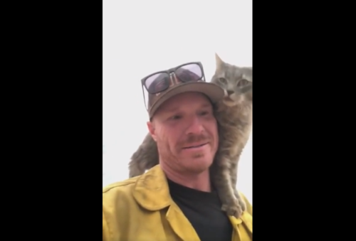 消防士の肩に乗る猫