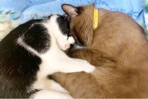 頭をくっつけて寝る猫たち
