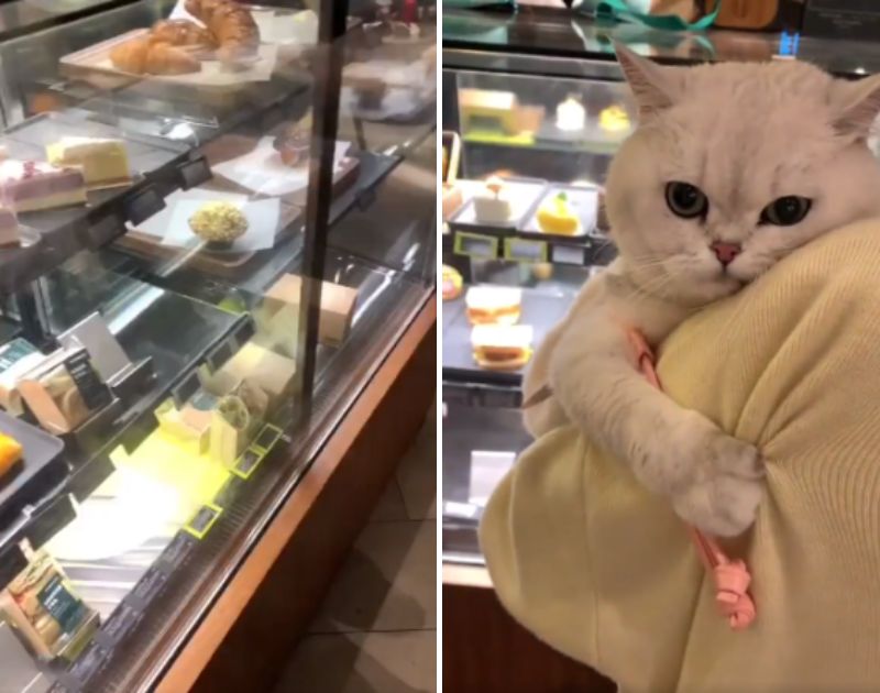 ケーキを目の前で見せびらかされて ふてくされて しまう猫ちゃんがかわいい もふたん