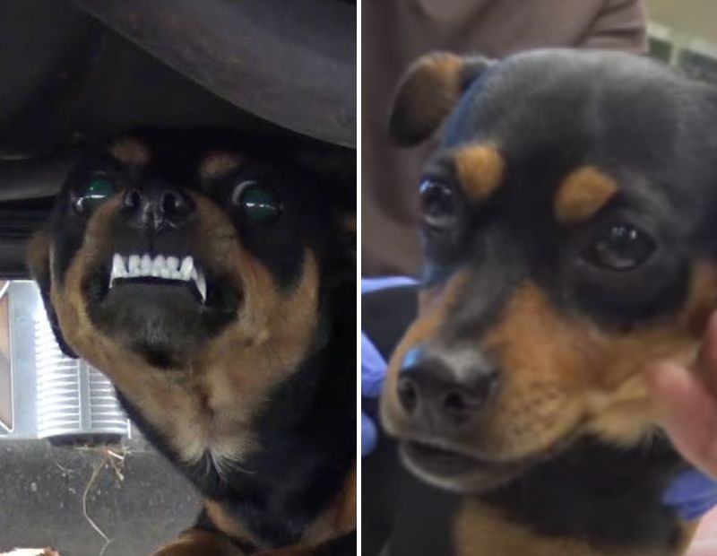 牙を剥き出しにして威嚇する小型犬を保護 人の温もりで変化が訪れる もふたん
