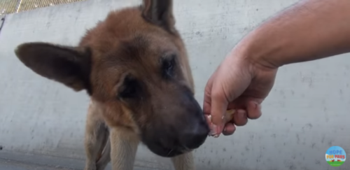 手から食べる犬