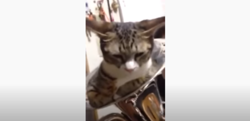 楽器を塞ぐ猫