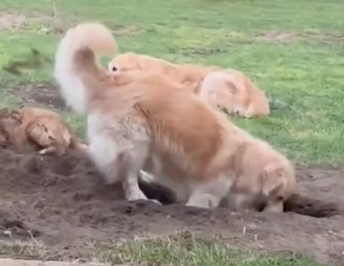 楽しそうに穴を掘る犬
