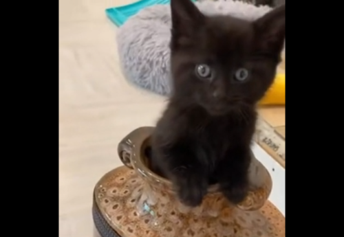 壺から出てくる黒猫