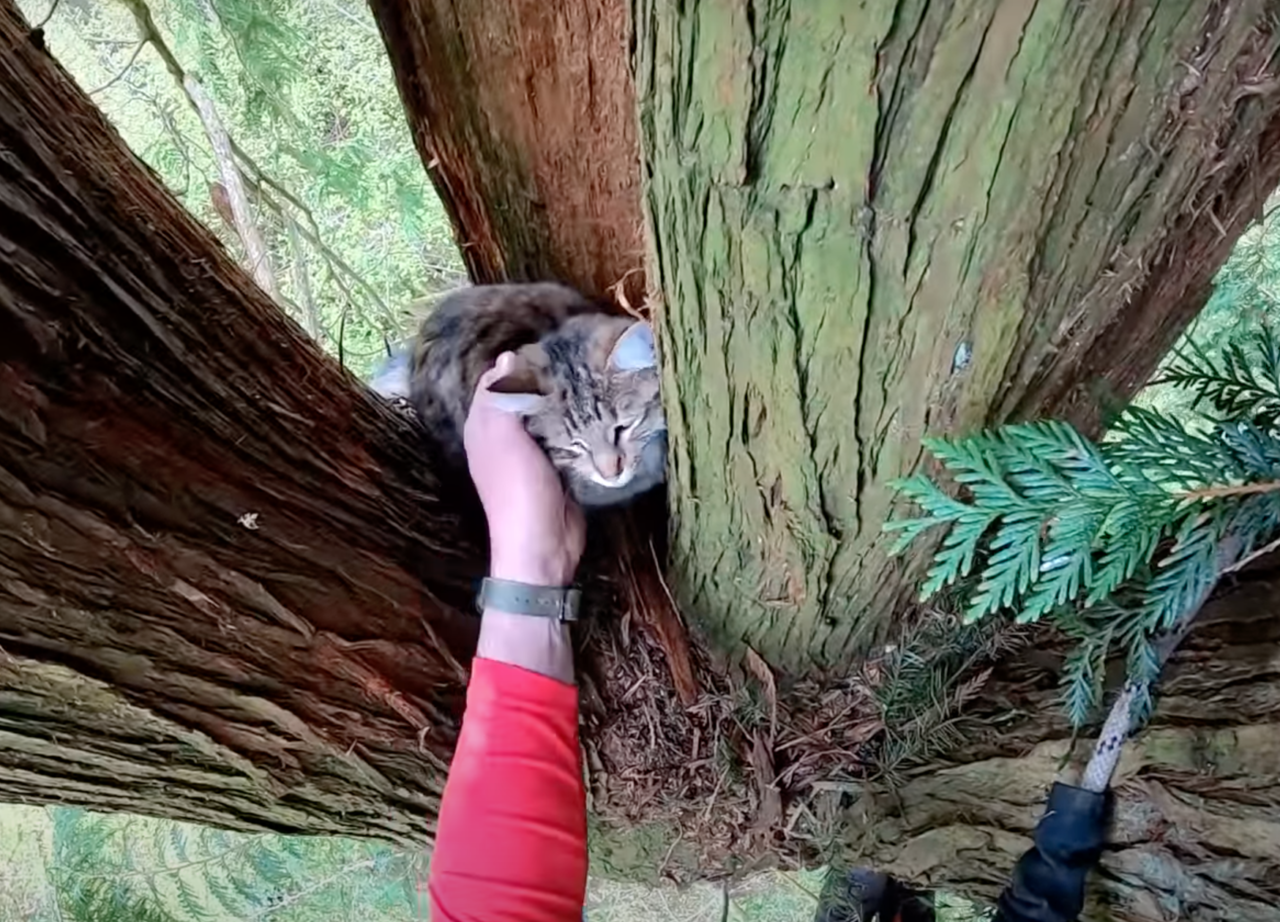木の上で撫でられる猫