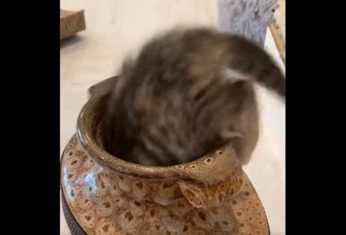 壺に入る猫