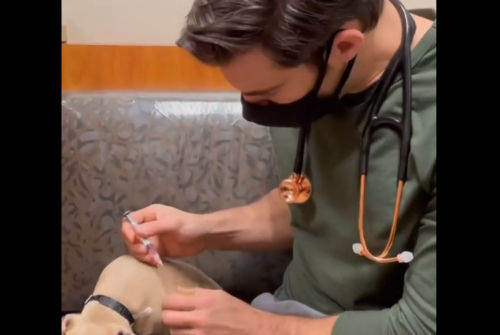 子犬にワクチンを打つ獣医