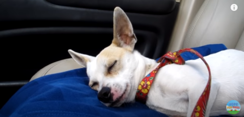 車内で寝る犬
