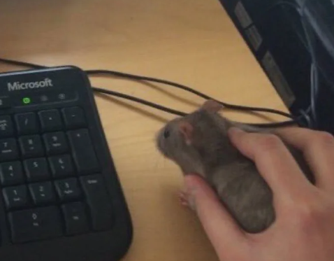 ネズミをマウスにしている手