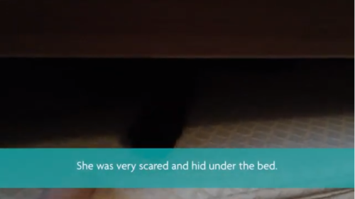 ベッドの下の猫
